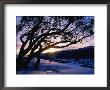 Snowgum At Sunrise On Main Range In Winter, Kosciuszko National Park, New South Wales, Australia by Grant Dixon Limited Edition Print