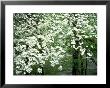 Dogwood Tree, Great Smoky Mnts National Park, Usa by Willard Clay Limited Edition Pricing Art Print