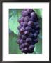 Pinot Gris Grapes Growing On Vine by Fogstock Llc Limited Edition Print