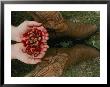 A Pair Of Hands Holds Wild Strawberries Between A Pair Of Cowboy Boots by Annie Griffiths Belt Limited Edition Pricing Art Print