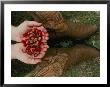 A Pair Of Hands Holds Wild Strawberries Between A Pair Of Cowboy Boots by Annie Griffiths Belt Limited Edition Pricing Art Print