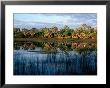 Palm Tree Reflections In Lake, Madagascar by David Curl Limited Edition Print