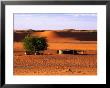 Desert Sheep Farm, Kalahari, South Africa by Ariadne Van Zandbergen Limited Edition Print