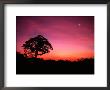 Tree And Stars At Dusk, Atlantic Rainforest, Sao Paulo State, Brazil by Howie Garber Limited Edition Print