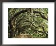 Ancient Live Oak Trees In Georgia by Maria Stenzel Limited Edition Print