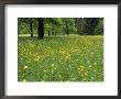 Meadow In Spring Time, Karwendel, Bavaria, Germany by Thorsten Milse Limited Edition Print
