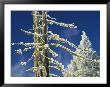 Ice-Coated Trees, West Thumb Geyser Basin by Raymond Gehman Limited Edition Print