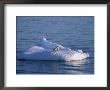 A Mother And Her Two Year Old Cub On An Iceberg In The Open Sea by Paul Nicklen Limited Edition Print