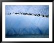 Chin Strap Penguins Cluster Together On An Iceberg by Ralph Lee Hopkins Limited Edition Print