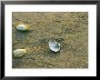 Clam Shells And Gull Tracks In Sand At Low Tide by Darlyne A. Murawski Limited Edition Print
