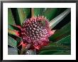 Pineapple Head On Plant, Lauli'i, Samoa by Mark Daffey Limited Edition Print