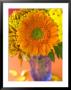 Gerbera, Close-Up Of An Orange Flower In A Glass Vase by Mark Bolton Limited Edition Print