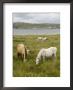 Connemara Ponies, County Galway, Connacht, Republic Of Ireland by Gary Cook Limited Edition Print