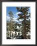 In The Sierra Nevada Mountains, California, Usa by Ethel Davies Limited Edition Print