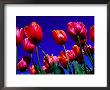 Detail Of Tulips At Tesselaar Tulip Farm In Silvan, Melbourne, Australia by Krzysztof Dydynski Limited Edition Pricing Art Print