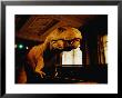 Tyrannosauraus Rex At Natural History Museum, London, Greater London, England by Glenn Beanland Limited Edition Print