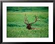 Elk In Meadow, Yellowstone National Park, Wyoming by Holger Leue Limited Edition Print
