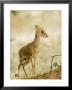 Kirk's Dik-Dik, Lake Manyara National Park, Arusha, Tanzania by Ariadne Van Zandbergen Limited Edition Print