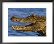 Spectacled Caiman, Llanos, Hato El Frio, Venezuela by Francois Savigny Limited Edition Pricing Art Print