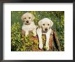 Two Labrador Retriever Puppies, Usa by Lynn M. Stone Limited Edition Pricing Art Print