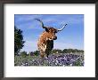 Texas Longhorn Cow, In Lupin Meadow, Texas, Usa by Lynn M. Stone Limited Edition Print