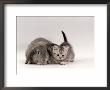 Domestic Cat, Silver Spotted Kitten With Silver Lop Eared Rabbit, Colour Coordinated by Jane Burton Limited Edition Print