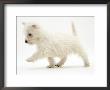 West Highland Terrier Puppy (Canis Familiaris) Walking by Jane Burton Limited Edition Print