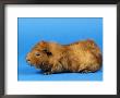 Red Abyssinian Guinea Pig by Petra Wegner Limited Edition Print