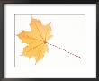 Norway Maple Leaf In Autumn Colours by Petra Wegner Limited Edition Print