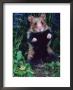Common Hamster (Cricetus Cricetus) by Reinhard Limited Edition Print