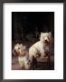 Domestic Dogs, Two West Highland Terriers / Westies, One Sitting On A Chair by Adriano Bacchella Limited Edition Print