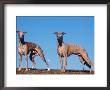 Domestic Dogs, Two Whippets Standing Together by Adriano Bacchella Limited Edition Print