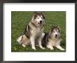 Two Alaskan Malamute Dogs, Usa by Lynn M. Stone Limited Edition Pricing Art Print