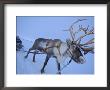 Reindeer Pulling Sledge, Stora Sjofallet National Park, Lapland, Sweden by Staffan Widstrand Limited Edition Print