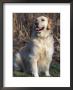 Golden Retriever Breed, Usa by Lynn M. Stone Limited Edition Pricing Art Print