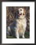 Golden Retriever Breed, Usa by Lynn M. Stone Limited Edition Print