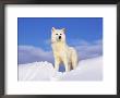 Arctic Grey Wolf In Snow, Idaho, Usa by Tom Vezo Limited Edition Print