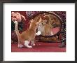 Domestic Cat, Ginger And White Kitten Looking At Reflection In Mirror by Jane Burton Limited Edition Print