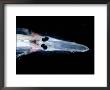Spookfish, Deepsea Species Occurring In The Twilight Zone, Off Cape Verde Iles, Atlantic by David Shale Limited Edition Pricing Art Print