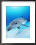 Bottlenose Dolphin, Caribbean Sea by Doug Perrine Limited Edition Pricing Art Print