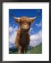 Highland Cattle Bull Portrait, Scotland, Uk by Niall Benvie Limited Edition Print
