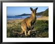 Eastern Grey Kangaroo On Beach, Murramarang National Park, New South Wales, Australia by Steve & Ann Toon Limited Edition Print