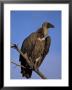 Whitebacked Vulture (Gyps Africanus), Etosha National Park, Namibia, Africa by Steve & Ann Toon Limited Edition Print
