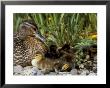 Mallard (Anas Platyrhyncos) With Ducklings, United Kingdom by Steve & Ann Toon Limited Edition Print