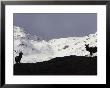 Red Deer, Two Stags Silhouetted On Mountain, Scotland by Mark Hamblin Limited Edition Print