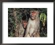 Rhesus Monkeys, Sariska Game Preserve, India by Pat Canova Limited Edition Print