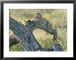 A Leopard Relaxes On A Fallen Tree Branch by Skip Brown Limited Edition Pricing Art Print