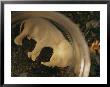 A View Of An Elephant Fetus From A Culled Female by Chris Johns Limited Edition Pricing Art Print