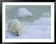 Arctic Fox Sniffs Around A Polar Bear by Paul Nicklen Limited Edition Print