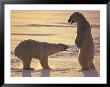 Two Male Polar Bears Spar, Or Play Fight by Paul Nicklen Limited Edition Pricing Art Print